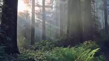 Free download Bullfrog Films presents...Into The Night: Portraits of Life and Death video and edit with RedcoolMedia movie maker MovieStudio video editor online and AudioStudio audio editor onlin