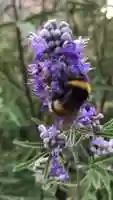 Free download Bumble bee in action video and edit with RedcoolMedia movie maker MovieStudio video editor online and AudioStudio audio editor onlin