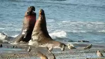Free download Call me Mirounga! Northern elephant seal bull daddios fighting for a harem video and edit with RedcoolMedia movie maker MovieStudio video editor online and AudioStudio audio editor onlin