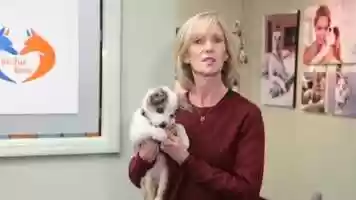 Free download Canine Learning Center - Puppy Training Classes video and edit with RedcoolMedia movie maker MovieStudio video editor online and AudioStudio audio editor onlin