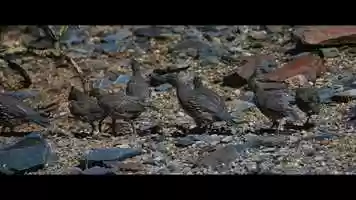 Free download Carefree: Birds of Summer IV video and edit with RedcoolMedia movie maker MovieStudio video editor online and AudioStudio audio editor onlin
