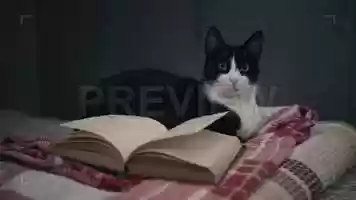 Free download Cat With A Book Stock Video video and edit with RedcoolMedia movie maker MovieStudio video editor online and AudioStudio audio editor onlin