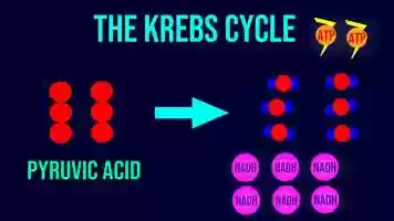 Free download Cellular Respiration Animation video and edit with RedcoolMedia movie maker MovieStudio video editor online and AudioStudio audio editor onlin