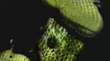 Free download Channel Intro Animation video and edit with RedcoolMedia movie maker MovieStudio video editor online and AudioStudio audio editor onlin