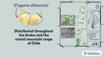 Free download chilean_strawberry video and edit with RedcoolMedia movie maker MovieStudio video editor online and AudioStudio audio editor onlin