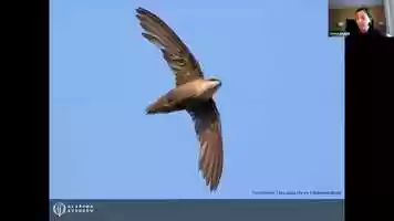 Free download Chimney Swifts.mp4 video and edit with RedcoolMedia movie maker MovieStudio video editor online and AudioStudio audio editor onlin