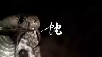 Free download Chinese Zodiac/12 animals-snake video and edit with RedcoolMedia movie maker MovieStudio video editor online and AudioStudio audio editor onlin