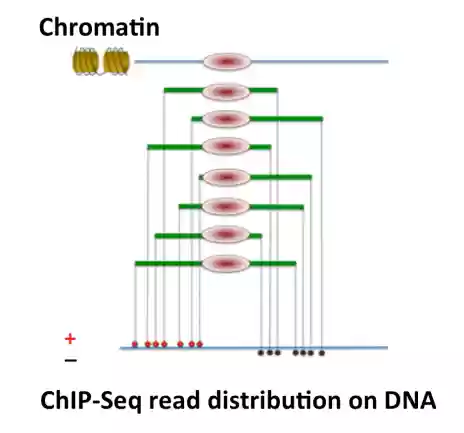 Download web tool or web app ChIP-Seq Download web tool or web app ChIP-Seq