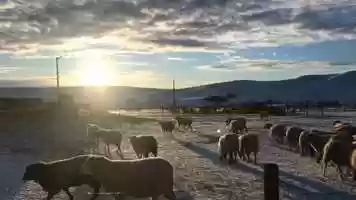 Free download Circle R Ranch Chores video and edit with RedcoolMedia movie maker MovieStudio video editor online and AudioStudio audio editor onlin
