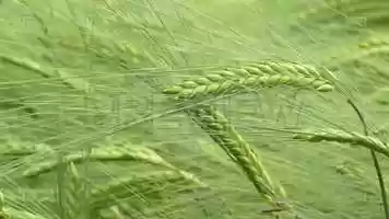 Free download Closeup Of Barley Stock Video video and edit with RedcoolMedia movie maker MovieStudio video editor online and AudioStudio audio editor onlin