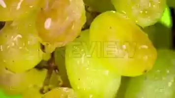 Free download Close-Up Of Grapes Stock Video video and edit with RedcoolMedia movie maker MovieStudio video editor online and AudioStudio audio editor onlin