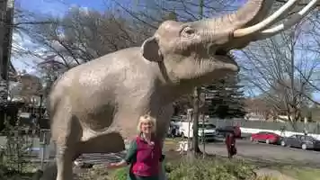 Free download Columbian Mammoth video and edit with RedcoolMedia movie maker MovieStudio video editor online and AudioStudio audio editor onlin
