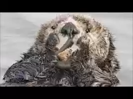 Free download Comedy WildLife Awards 2019 video and edit with RedcoolMedia movie maker MovieStudio video editor online and AudioStudio audio editor onlin