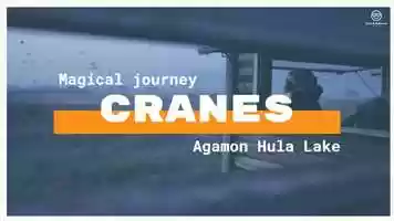 Free download Common cranes in the Agamon Hula Lake video and edit with RedcoolMedia movie maker MovieStudio video editor online and AudioStudio audio editor onlin