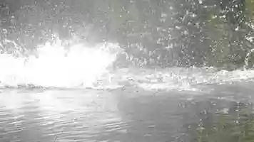 Free download Comportamento animal - isca video and edit with RedcoolMedia movie maker MovieStudio video editor online and AudioStudio audio editor onlin