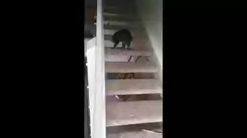 Free download Cory_Johnson_Lab2 video and edit with RedcoolMedia movie maker MovieStudio video editor online and AudioStudio audio editor onlin