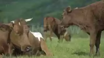 Free download Cows On A Field Stock Video video and edit with RedcoolMedia movie maker MovieStudio video editor online and AudioStudio audio editor onlin