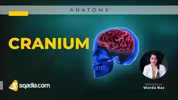 Free download Cranium video and edit with RedcoolMedia movie maker MovieStudio video editor online and AudioStudio audio editor onlin