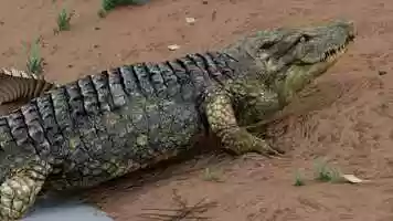 Free download Creature animation workshop Ankit_Crocodile_work. video and edit with RedcoolMedia movie maker MovieStudio video editor online and AudioStudio audio editor onlin