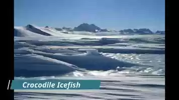 Free download Crocodile Icefish Project Zoo video and edit with RedcoolMedia movie maker MovieStudio video editor online and AudioStudio audio editor onlin