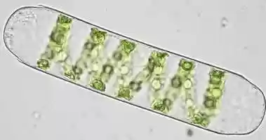 Free download Cytoplasmic streaming in as single Spirogyra cell video and edit with RedcoolMedia movie maker MovieStudio video editor online and AudioStudio audio editor onlin