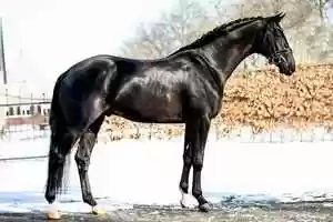 Free download Daily Diamond x Bordeaux  Stallion, 163cm, 2018 video and edit with RedcoolMedia movie maker MovieStudio video editor online and AudioStudio audio editor onlin