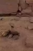 Free download Desert Rock with Plants_Animation video and edit with RedcoolMedia movie maker MovieStudio video editor online and AudioStudio audio editor onlin