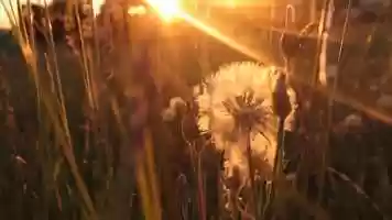 Free download Design for Conscious Optimism video and edit with RedcoolMedia movie maker MovieStudio video editor online and AudioStudio audio editor onlin