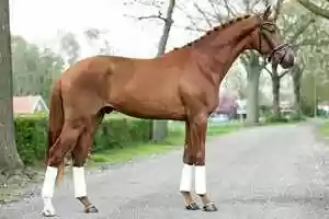 Free download Desperado x Jazz - Stallion, 169cm, 2018 video and edit with RedcoolMedia movie maker MovieStudio video editor online and AudioStudio audio editor onlin