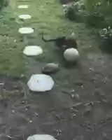 Free download Dog and turtle playing football. video and edit with RedcoolMedia movie maker MovieStudio video editor online and AudioStudio audio editor onlin