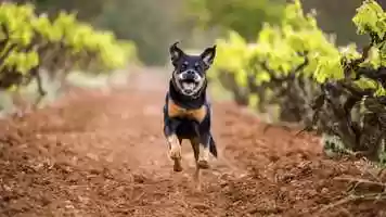 Free download Dogs in Action Blog Post Video video and edit with RedcoolMedia movie maker MovieStudio video editor online and AudioStudio audio editor onlin