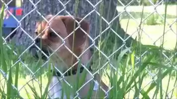 Free download DogsSingingBirthday video and edit with RedcoolMedia movie maker MovieStudio video editor online and AudioStudio audio editor onlin