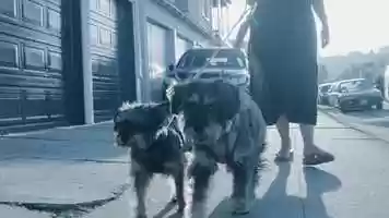 Free download Dog Walk video and edit with RedcoolMedia movie maker MovieStudio video editor online and AudioStudio audio editor onlin