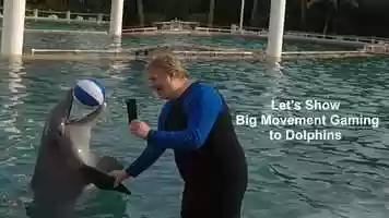 Free download Dolphins Love Big Movement Gaming video and edit with RedcoolMedia movie maker MovieStudio video editor online and AudioStudio audio editor onlin
