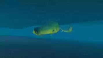 Free download Doraldo fish Animation video and edit with RedcoolMedia movie maker MovieStudio video editor online and AudioStudio audio editor onlin