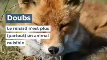 Free download Doubs : le renard nest plus (partout) un animal nuisible video and edit with RedcoolMedia movie maker MovieStudio video editor online and AudioStudio audio editor onlin