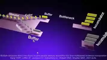 Free download Dual Task Interference - Animation video and edit with RedcoolMedia movie maker MovieStudio video editor online and AudioStudio audio editor onlin