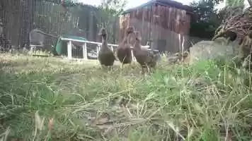 Free download Ducks- The Movie video and edit with RedcoolMedia movie maker MovieStudio video editor online and AudioStudio audio editor onlin