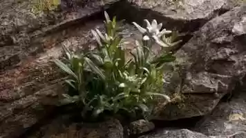 Free download Edelweiss und Enzian   Mit dieser NEUEN volkstmlichen Melodie in ein vergn... video and edit with RedcoolMedia movie maker MovieStudio video editor online and AudioStudio audio editor onlin