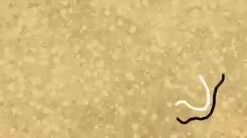 Free download Eksperimentalna forma // Experimental form - Katarina Brglez (Mentorica // Mentor: Valerie Wolf Gang) video and edit with RedcoolMedia movie maker MovieStudio video editor online and AudioStudio audio editor onlin