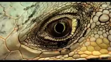 Free download EL BAILE DE LA IGUANA - trailer video and edit with RedcoolMedia movie maker MovieStudio video editor online and AudioStudio audio editor onlin