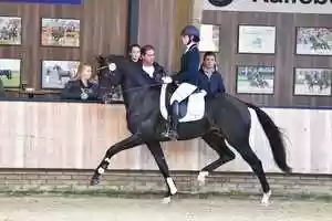 Free download El Capone x Sydney - Stallion, 168cm, 2014 video and edit with RedcoolMedia movie maker MovieStudio video editor online and AudioStudio audio editor onlin