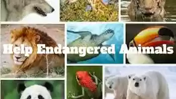 Free download Endangered Animals 3 video and edit with RedcoolMedia movie maker MovieStudio video editor online and AudioStudio audio editor onlin