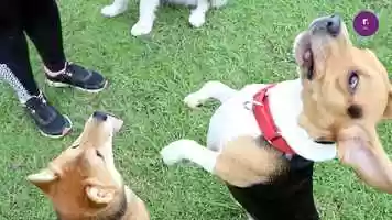 Free download Especial de Maltrato Animal video and edit with RedcoolMedia movie maker MovieStudio video editor online and AudioStudio audio editor onlin