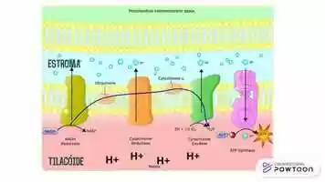 Free download etapa fotoquimica video and edit with RedcoolMedia movie maker MovieStudio video editor online and AudioStudio audio editor onlin