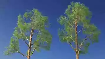 Free download Eucalyptus wind animation test 2 video and edit with RedcoolMedia movie maker MovieStudio video editor online and AudioStudio audio editor onlin