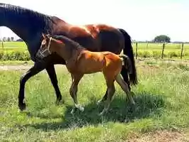 Free download Expression x Apache - Colt Foal video and edit with RedcoolMedia movie maker MovieStudio video editor online and AudioStudio audio editor onlin