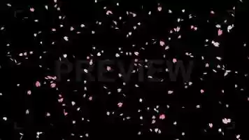 Free download Falling Sakura Cherry Blossoms Stock Motion Graphics video and edit with RedcoolMedia movie maker MovieStudio video editor online and AudioStudio audio editor onlin