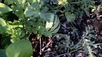 Free download Farm film.mov video and edit with RedcoolMedia movie maker MovieStudio video editor online and AudioStudio audio editor onlin