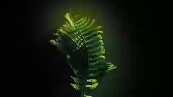 Free download Fern Grow Animation RD video and edit with RedcoolMedia movie maker MovieStudio video editor online and AudioStudio audio editor onlin